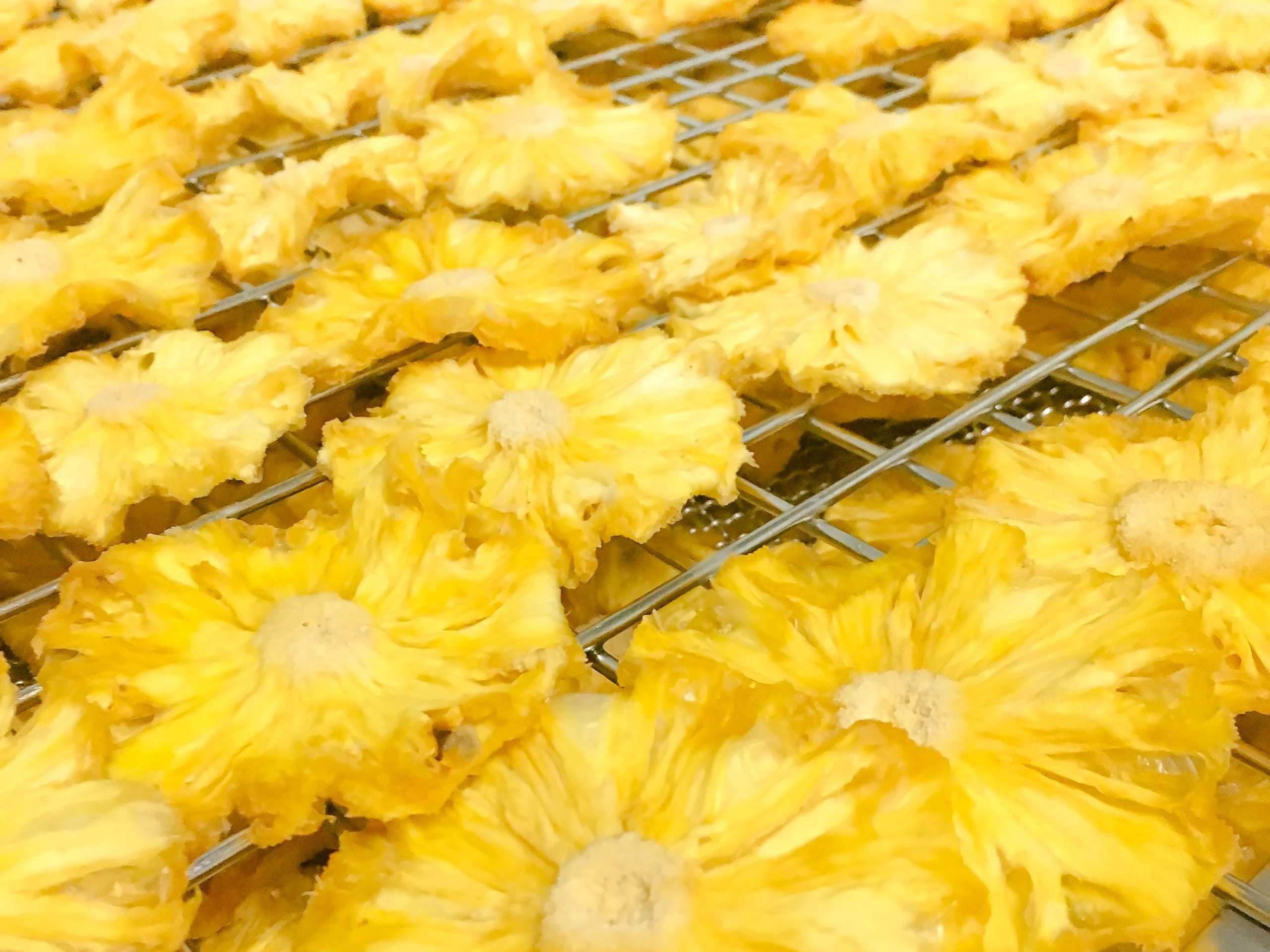 Drying pineapple in cheerfarm, premium dried fruits