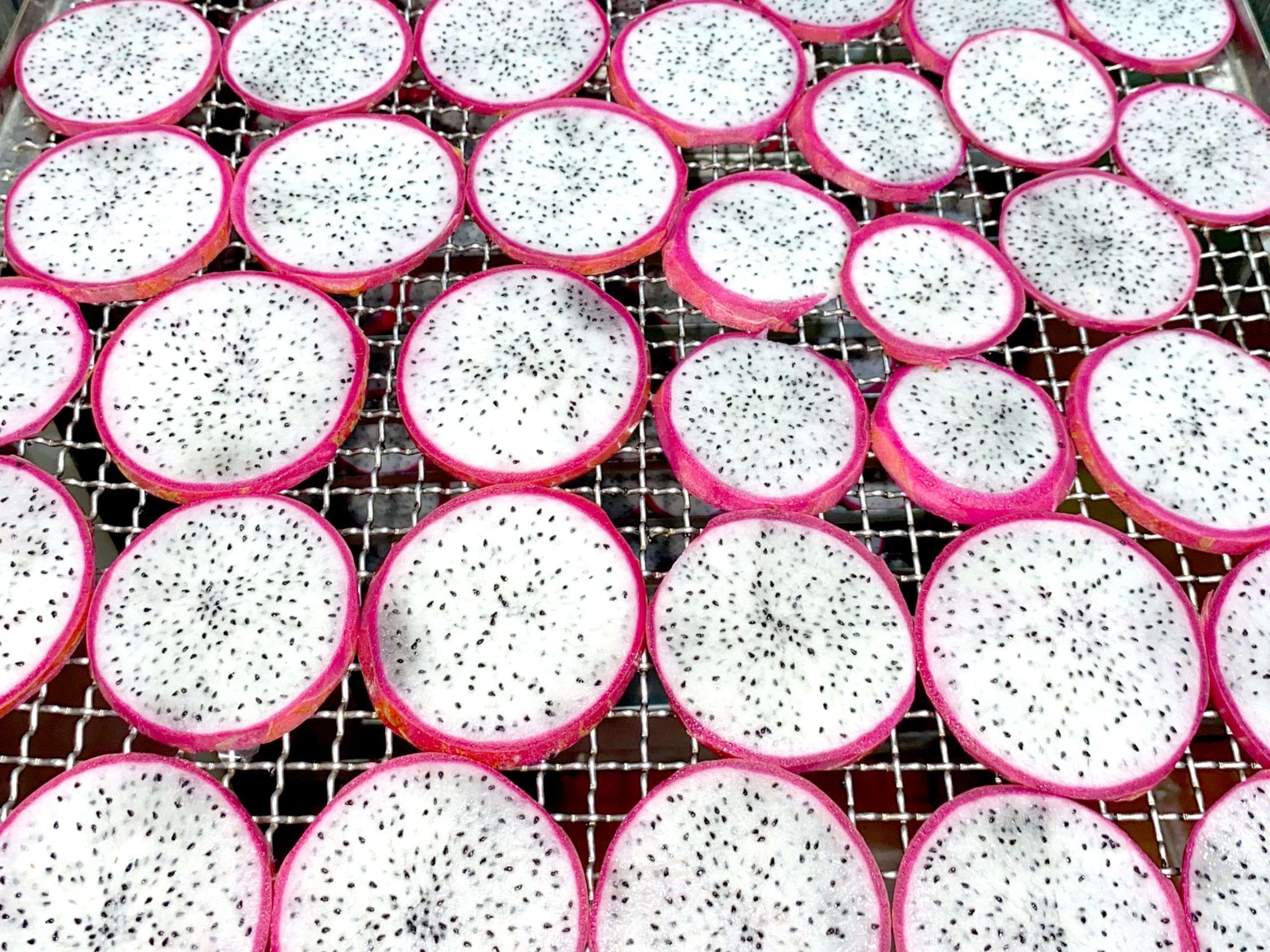 Drying white dragon fruit in cheerfarm, premium dried fruits