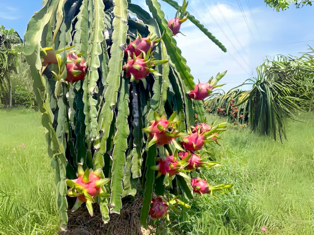 Harverting white dragon fruit in cheerfarm, premium dried fruits