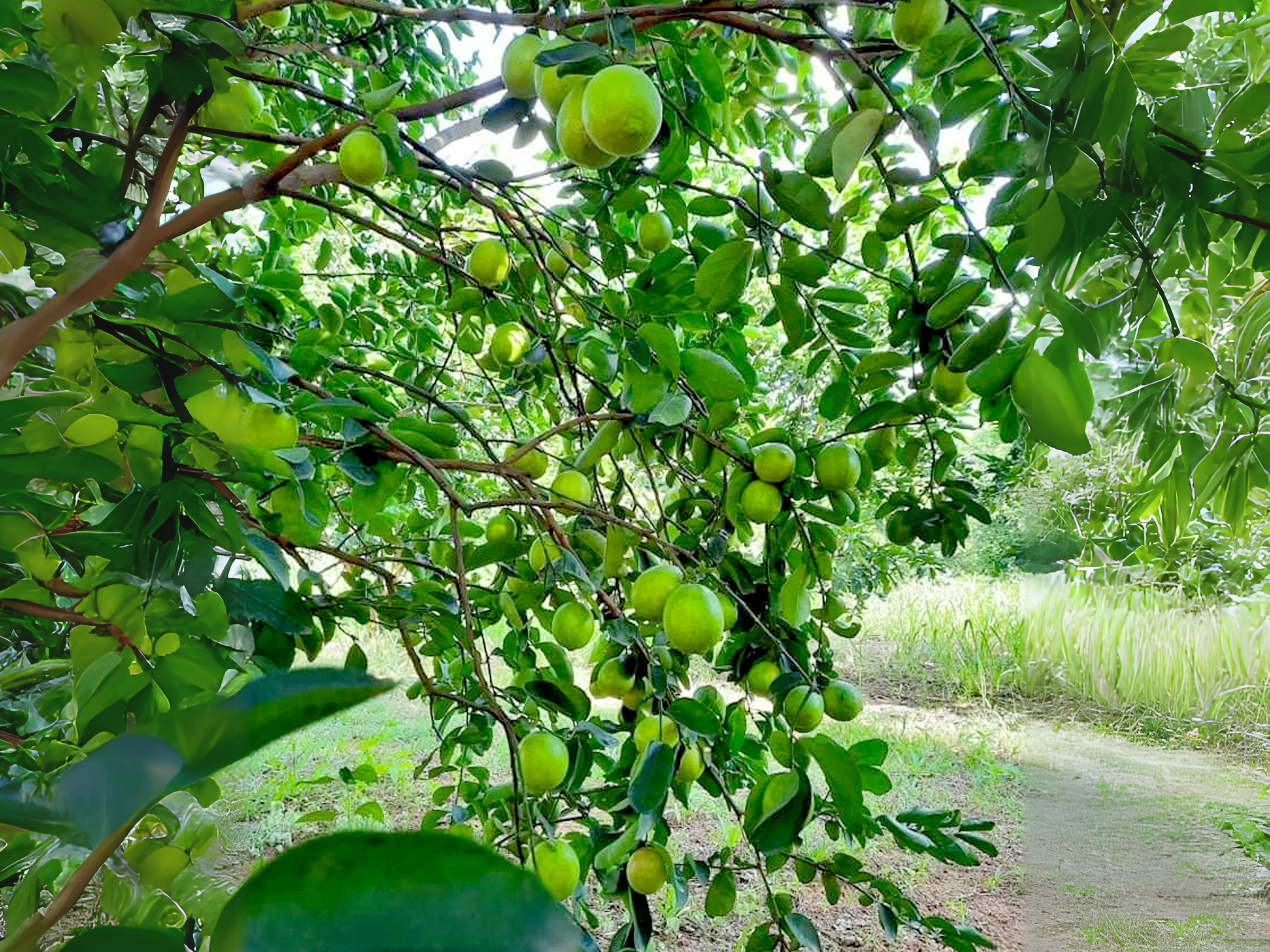 Harverting lime in cheerfarm, premium dried fruits