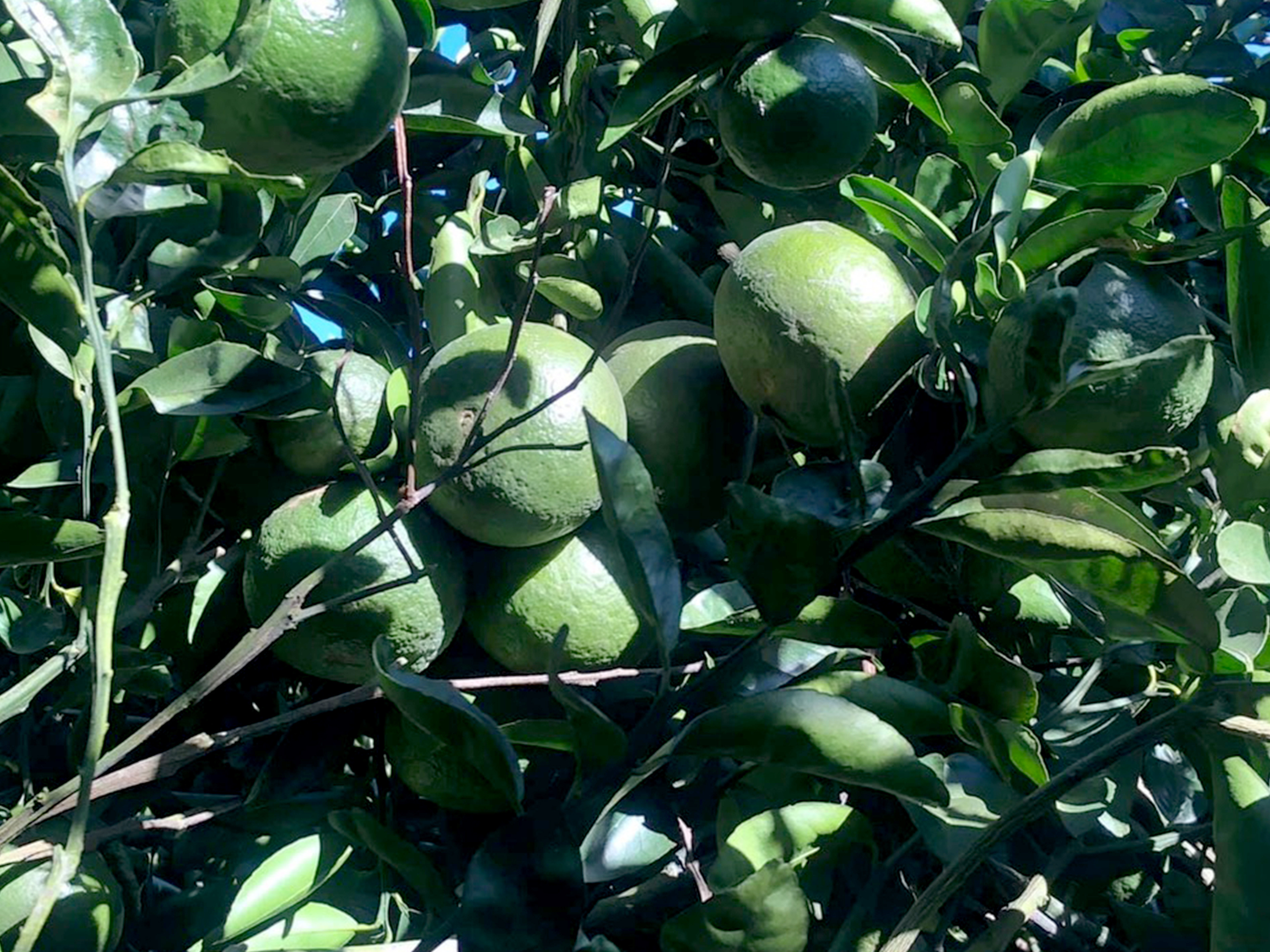 Thu hoạch cam sành tại Cheerfarm, trái cây sấy khô cao cấp