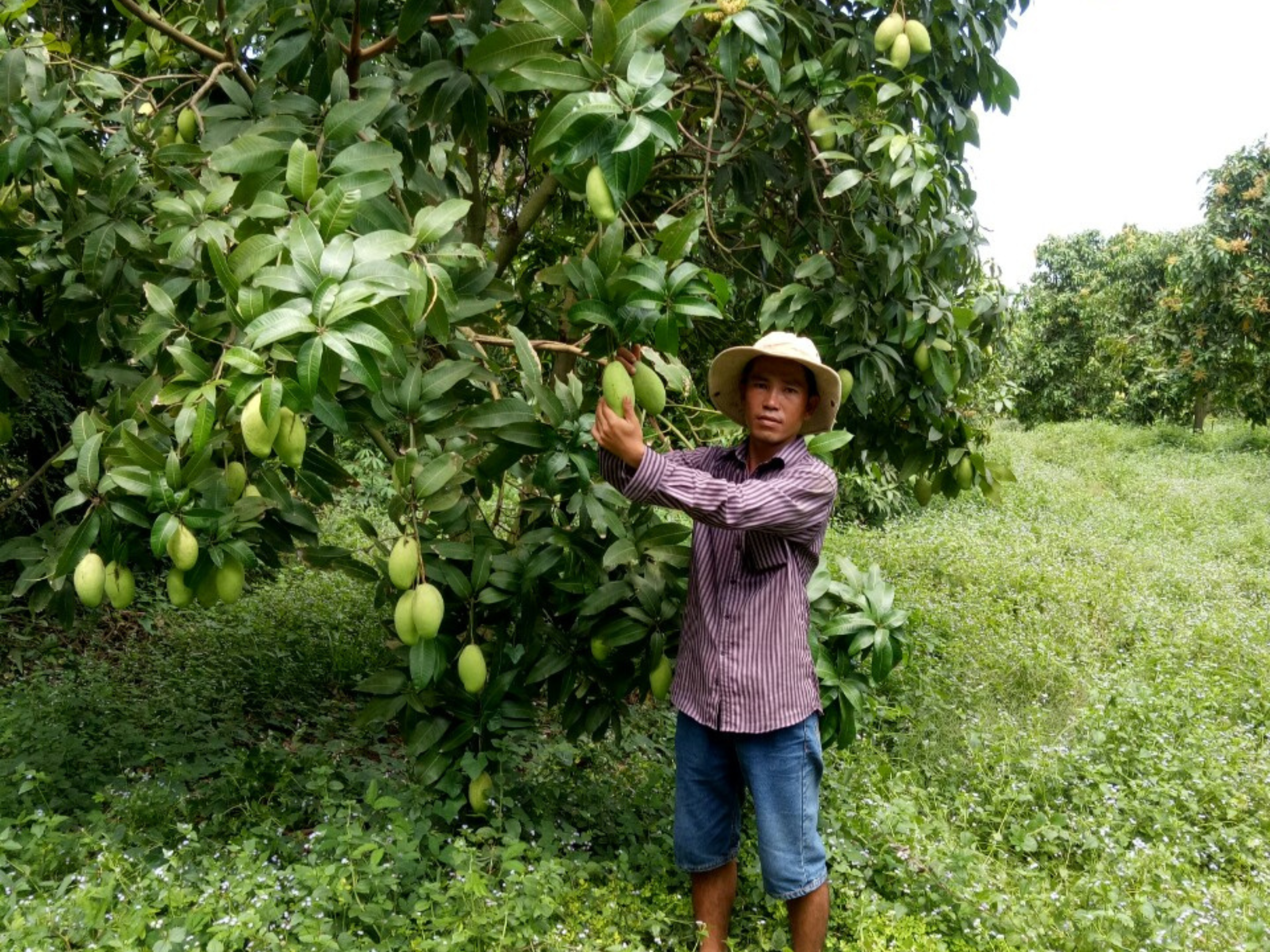 harverting mango in cheerfarm, premium dried fruits