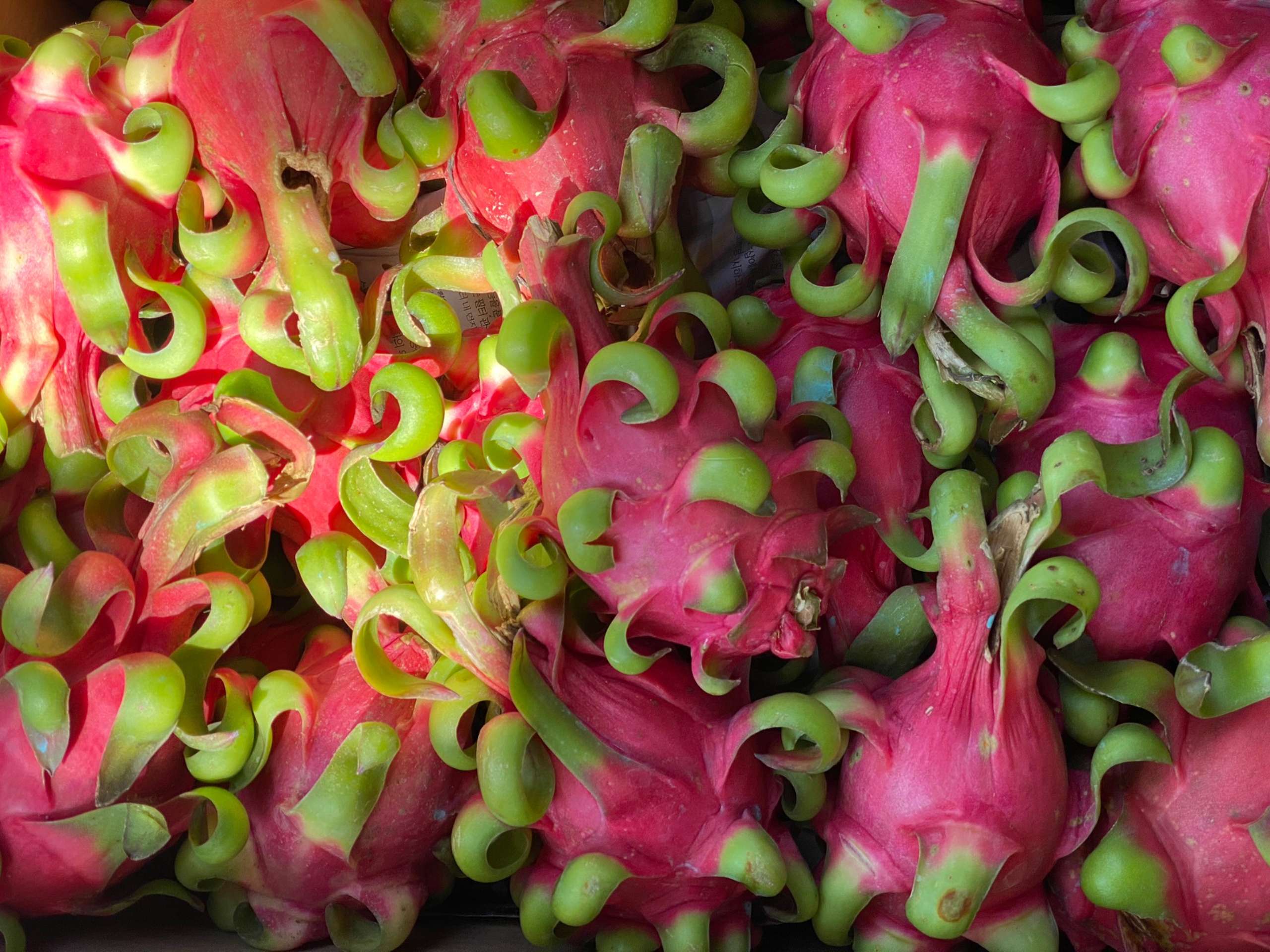 harverting dragon fruit