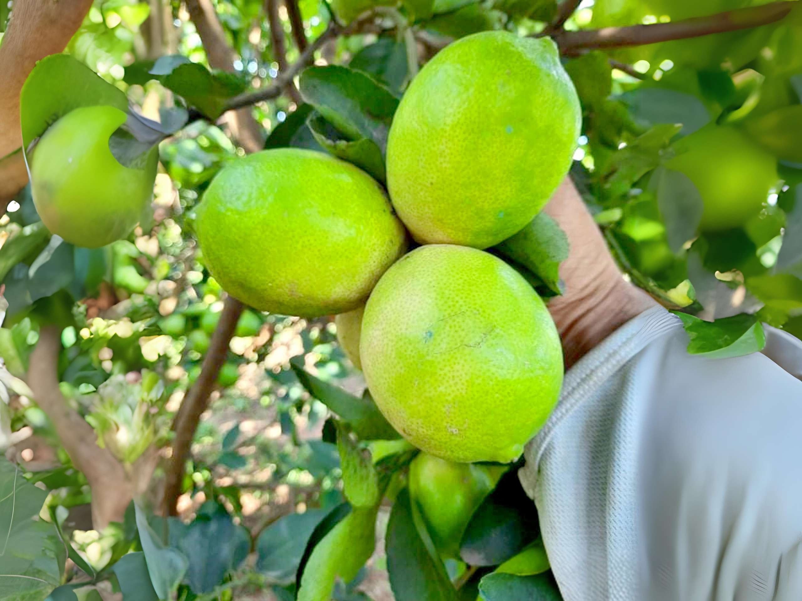 Harverting lemon in cheerfarm, premium dried fruits producer