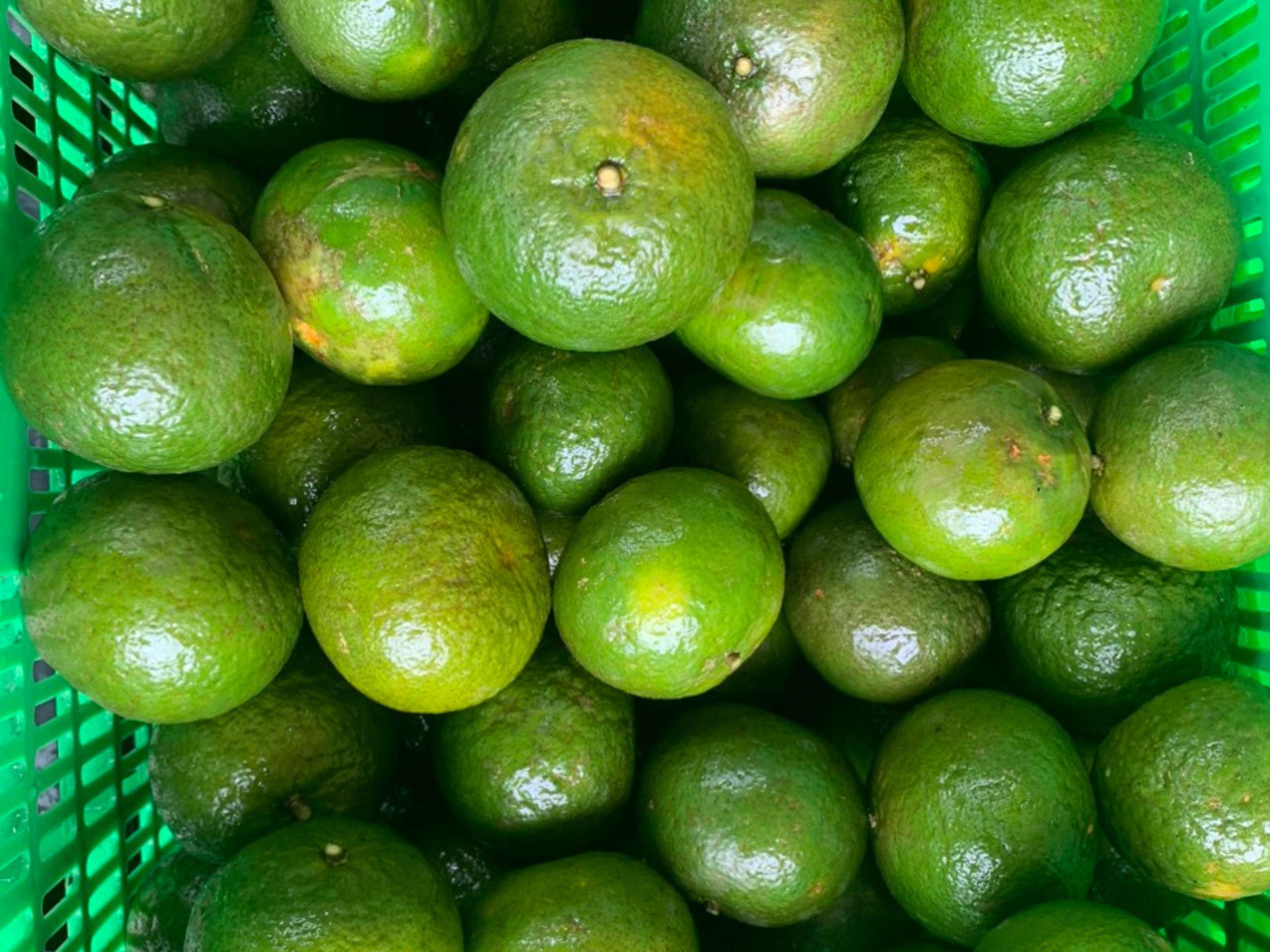 Washing orange in cheerfarm, premium dried fruits supplier