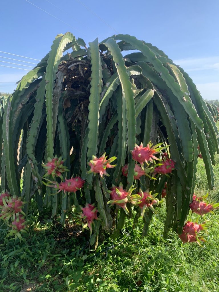 farm-dragon-fruit