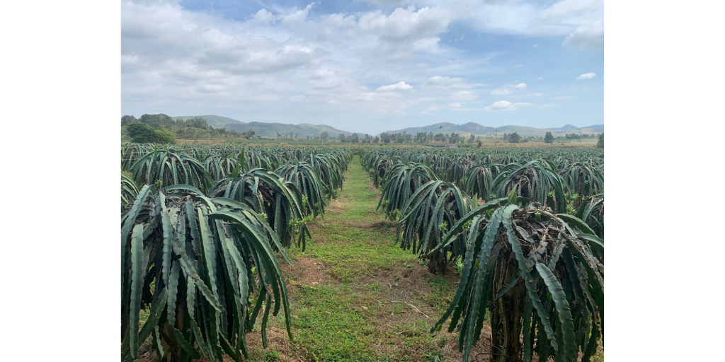 dragon-fruit-farm