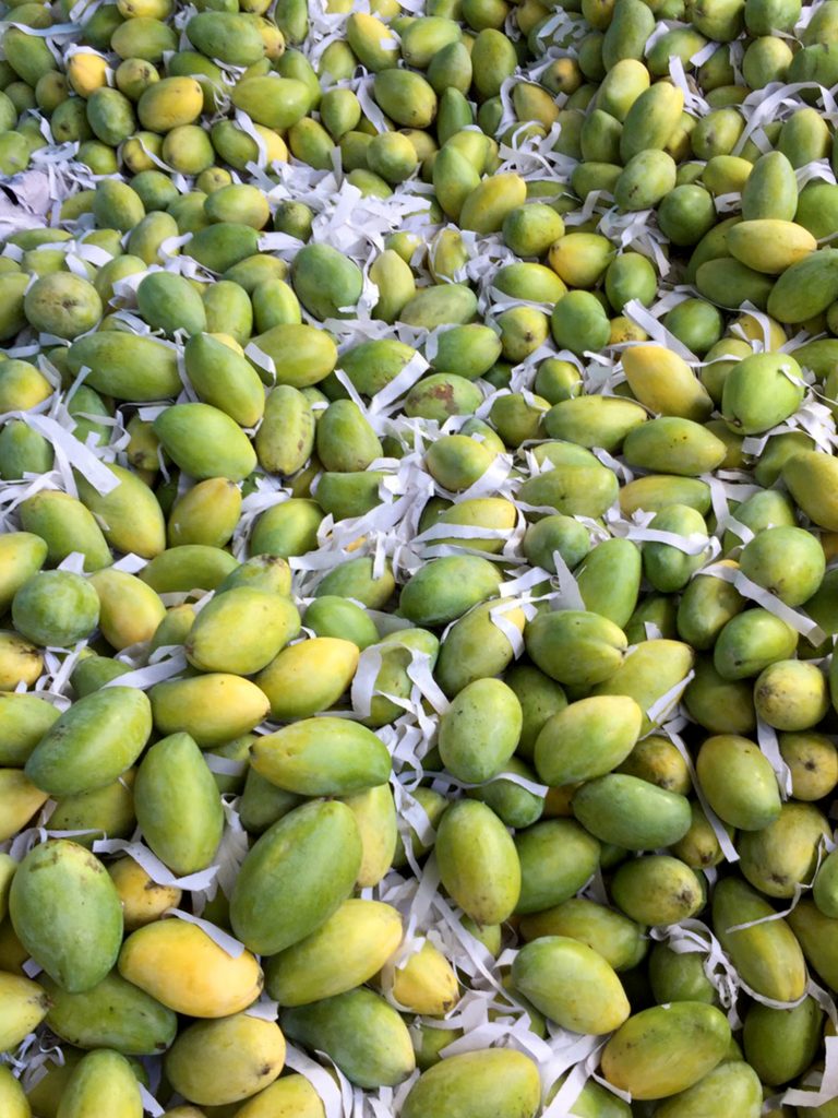 mango-farm