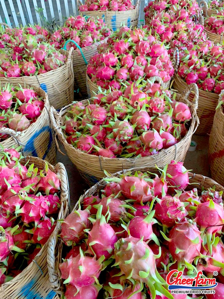 dragon-fruit-farm