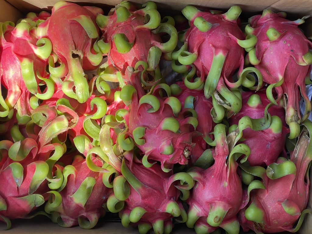 dragon-fruit-farm