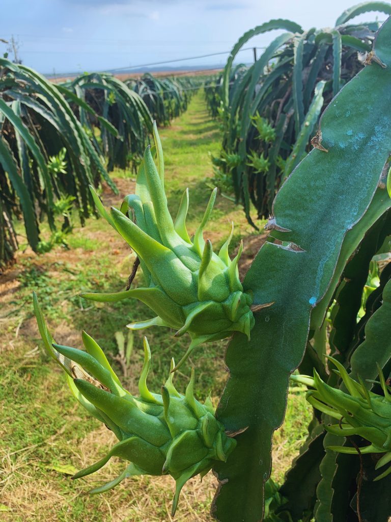 dragon-fruit-farm