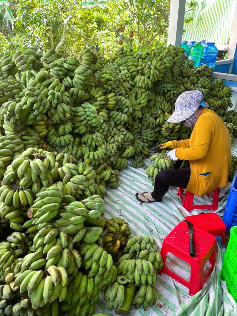 banana-farm