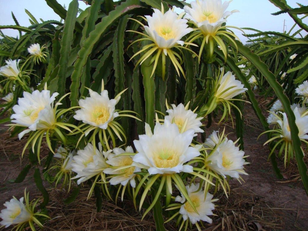 farm dragon fruit in cheer farm